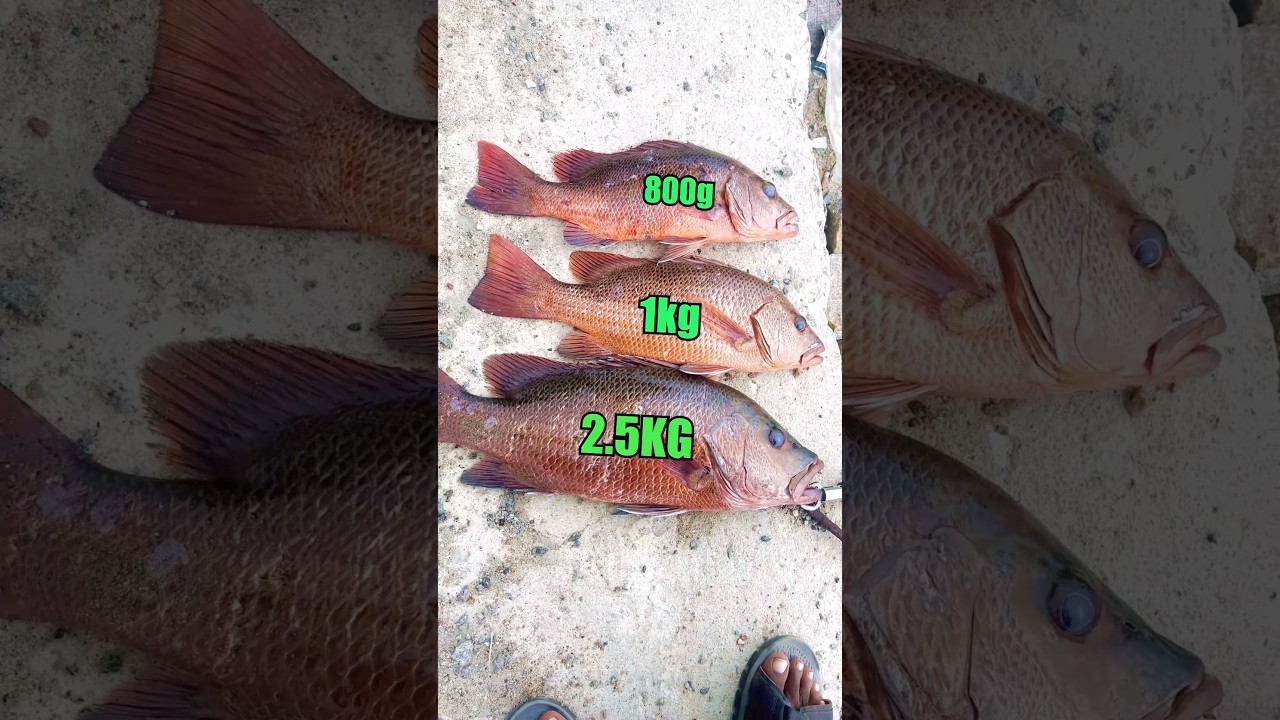 Red Snapper Catch at Juvvaladinne Harbour | Monster Strike! #fishingharbour #fishingvlog