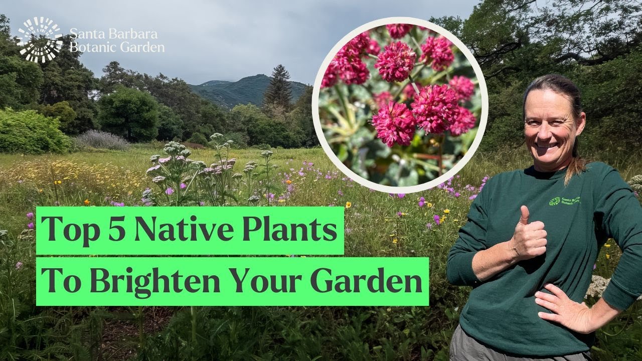 Top Five Native Plants to Brighten Your Garden  | With Stephanie Ranes