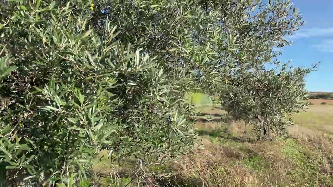 El olivo