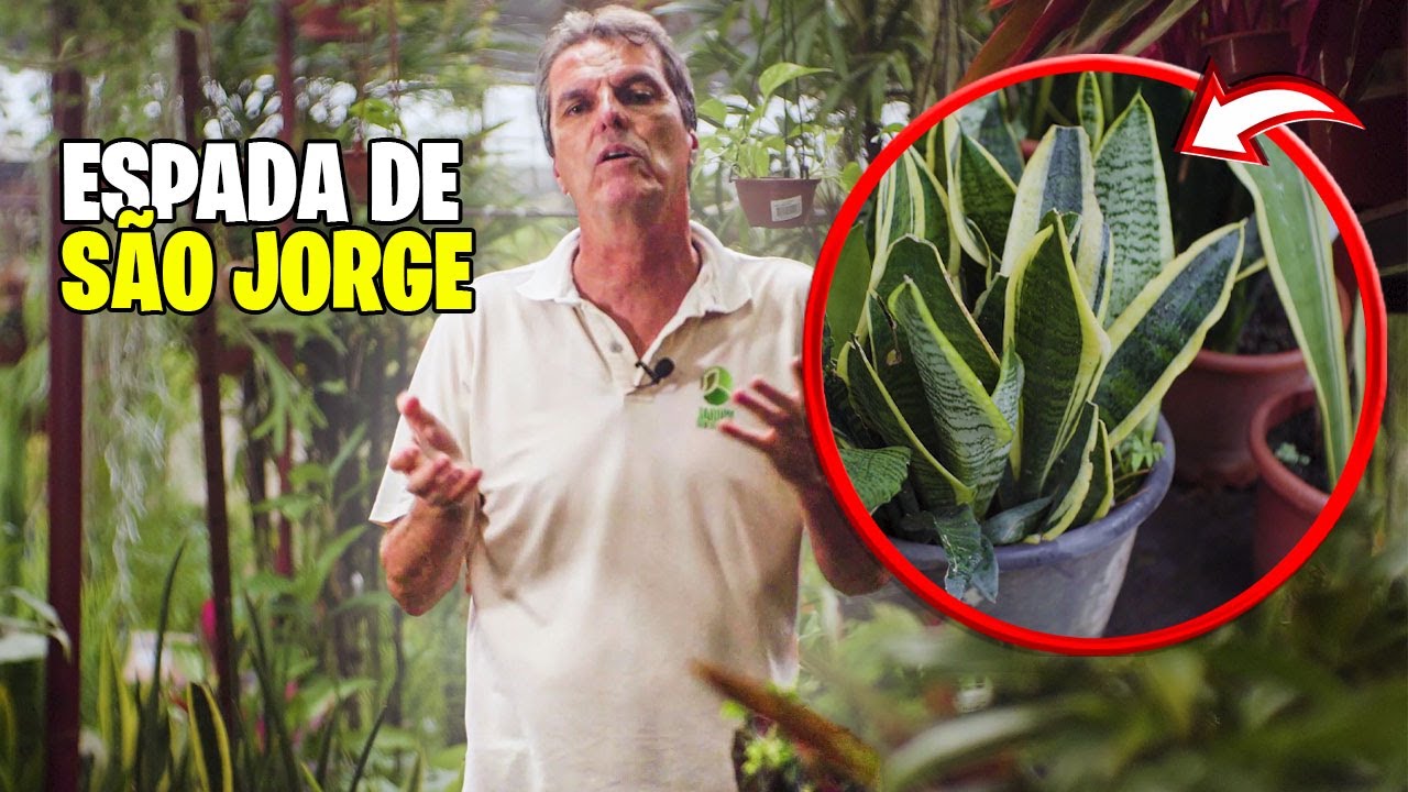 A FORMA CERTA do PLANTIO DA ESPADA de SÃO JORGE !
