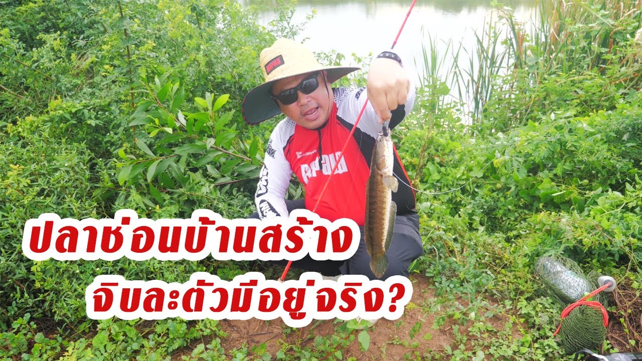 จับคัน Rapala Classic Vaaksy ไปกดปลาช่อนบ่อธรรมชาติที่บ้านสร้าง