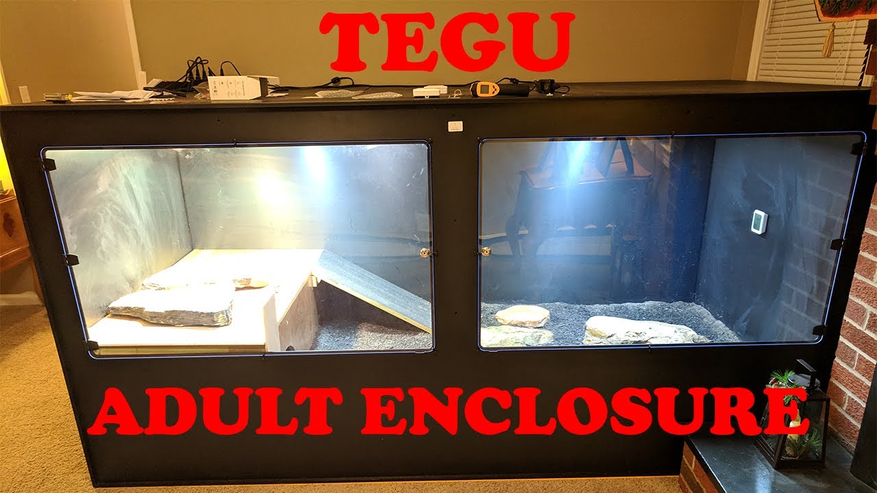 Moving My Tegu To His Adult Enclosure