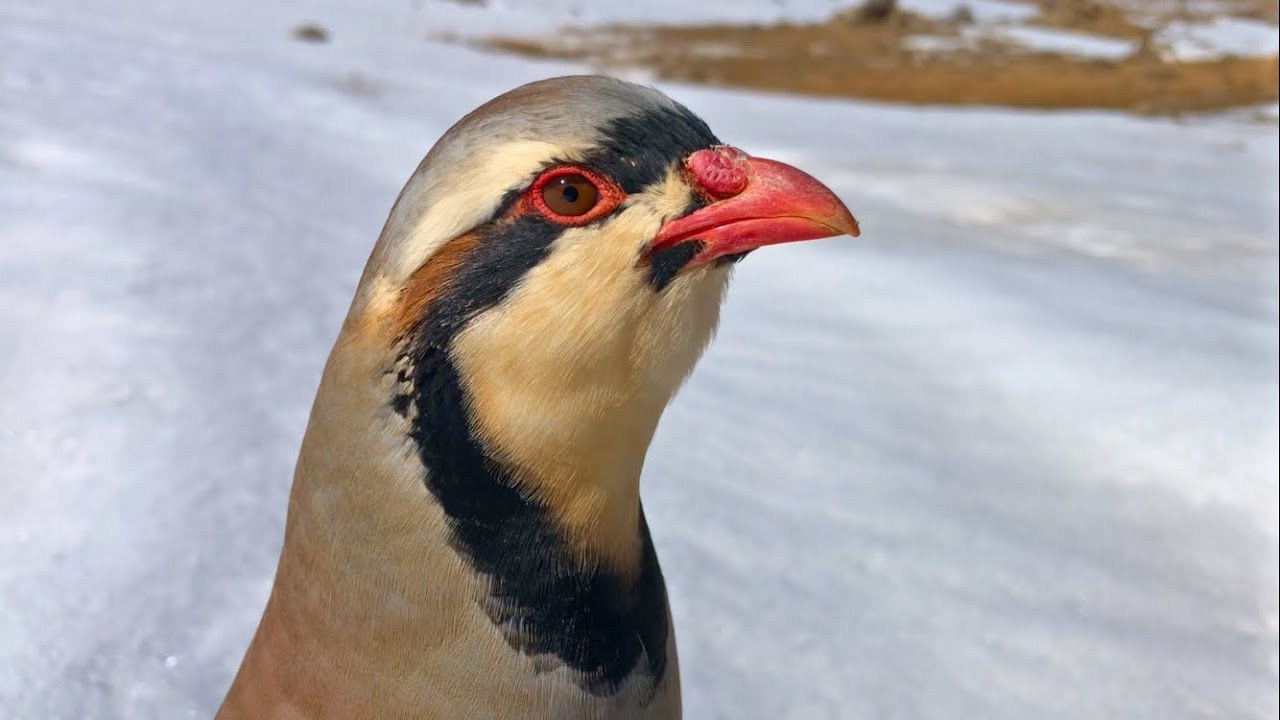 Chukar Partridge Finding Food in Winter | Beautiful Wild Calls