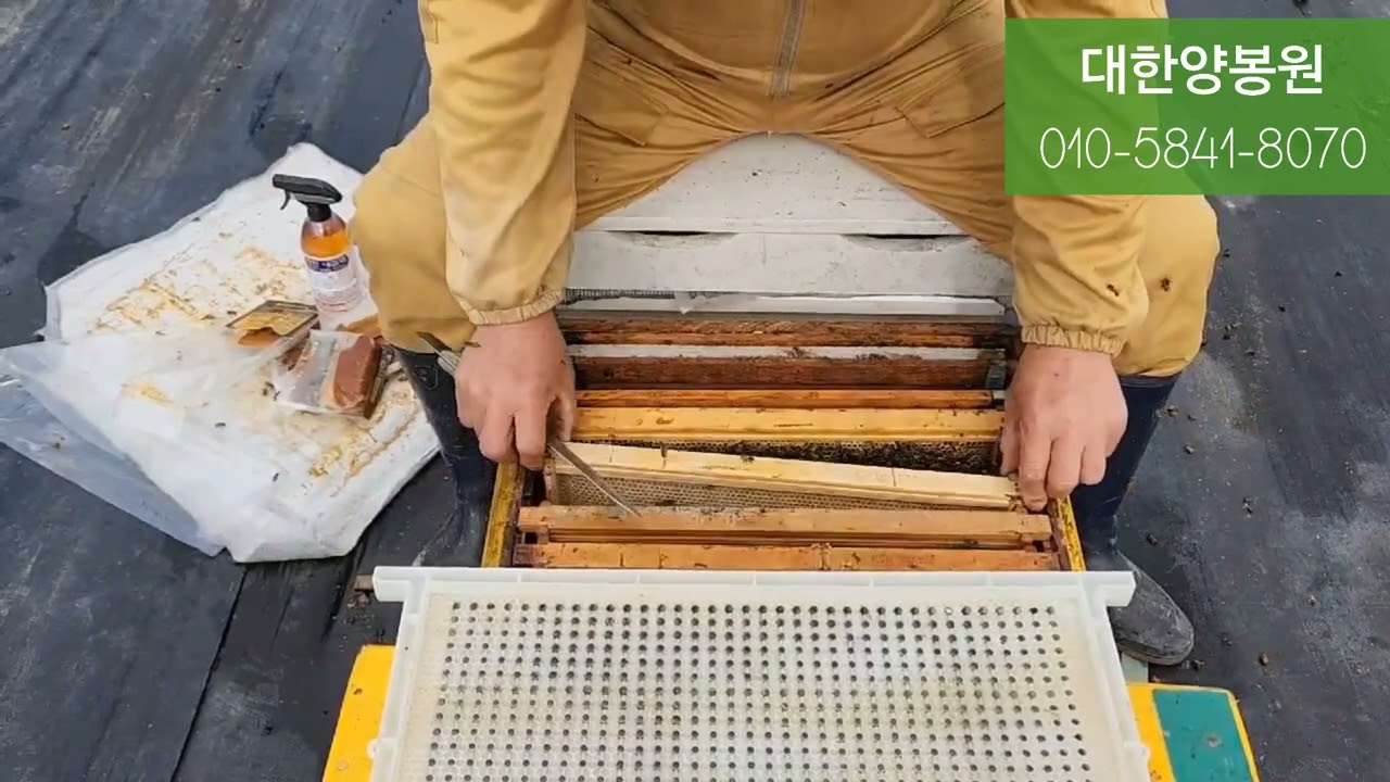 양봉을 한다면🤔 여왕벌쯤은 만들줄 알아야 합니다- 🐝여왕벌 분양 🐝 자동이충판, 대한양봉원, 양봉자재