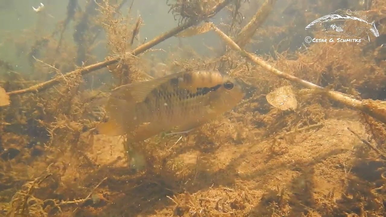 Bujurquina vittata