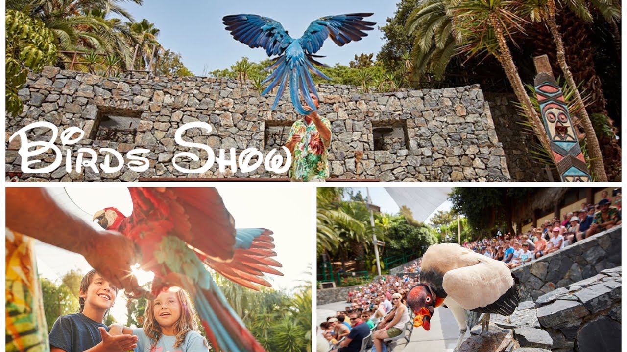 Bird Show Makamanu Portaventura World Espa&ntilde;a#portaventura#birds showing love#aves#pajaros#parrot