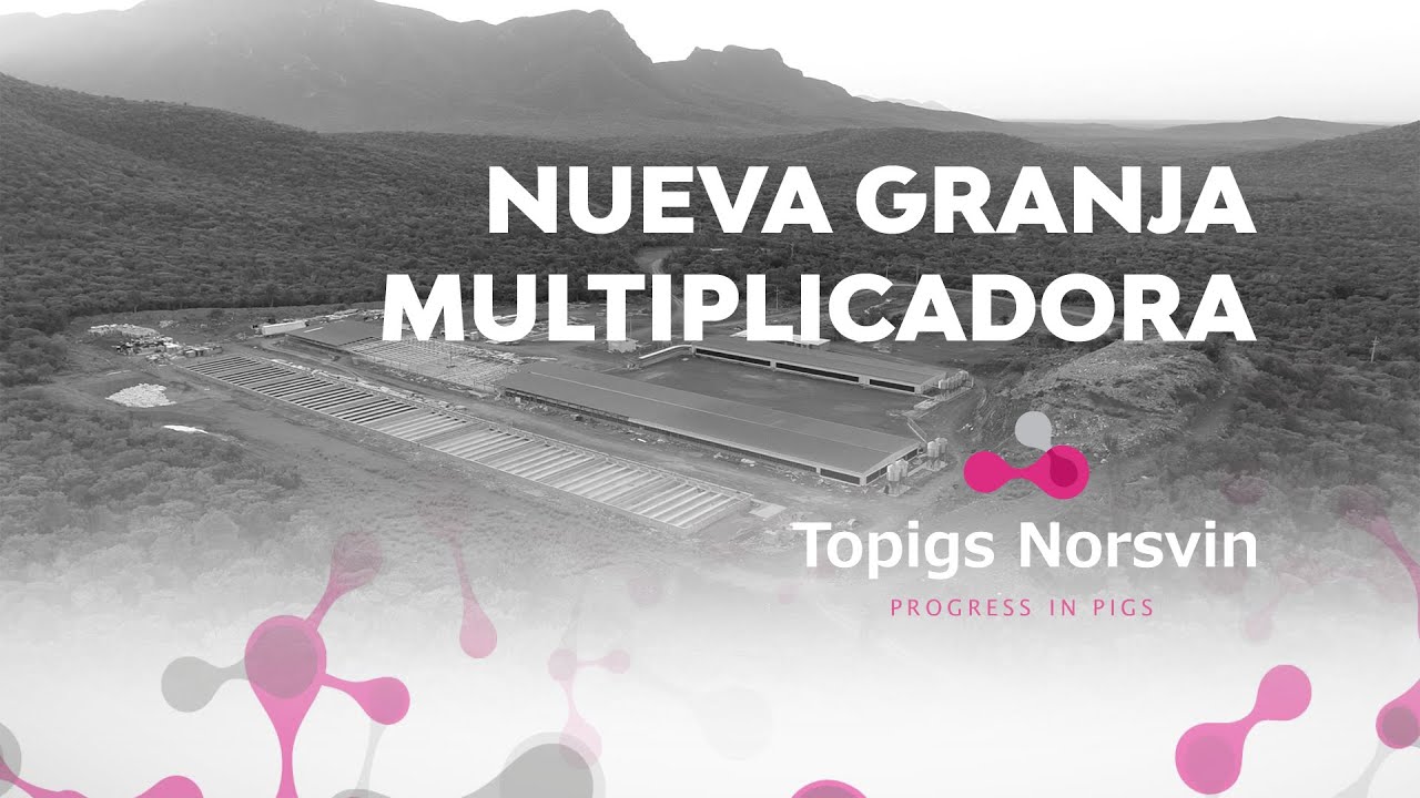 Nueva granja multiplicadora de Topigs Norsvin