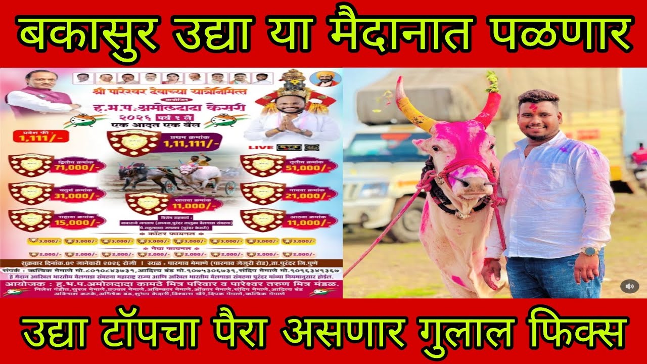  उद्या बकासुर या मैदानात पळणार उद्या मोहिल शेठ धुमाळ यांचा टॉपचा पैरा असणार गुलाल फिक्स 