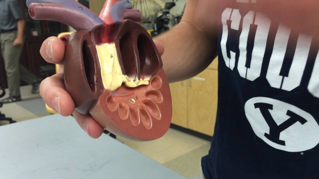 Amphibian Heart