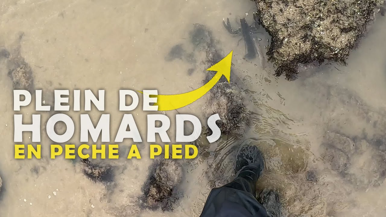 Je p&ecirc;che des homards pendant les grandes mar&eacute;es en Bretagne - P&ecirc;che &agrave; pied - Homard - Araign&eacute;e