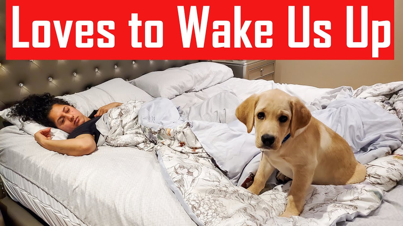 Our Labrador Puppy Loves to Wake Us Up Every Morning | How My Dog Wakes Me Up in the Morning