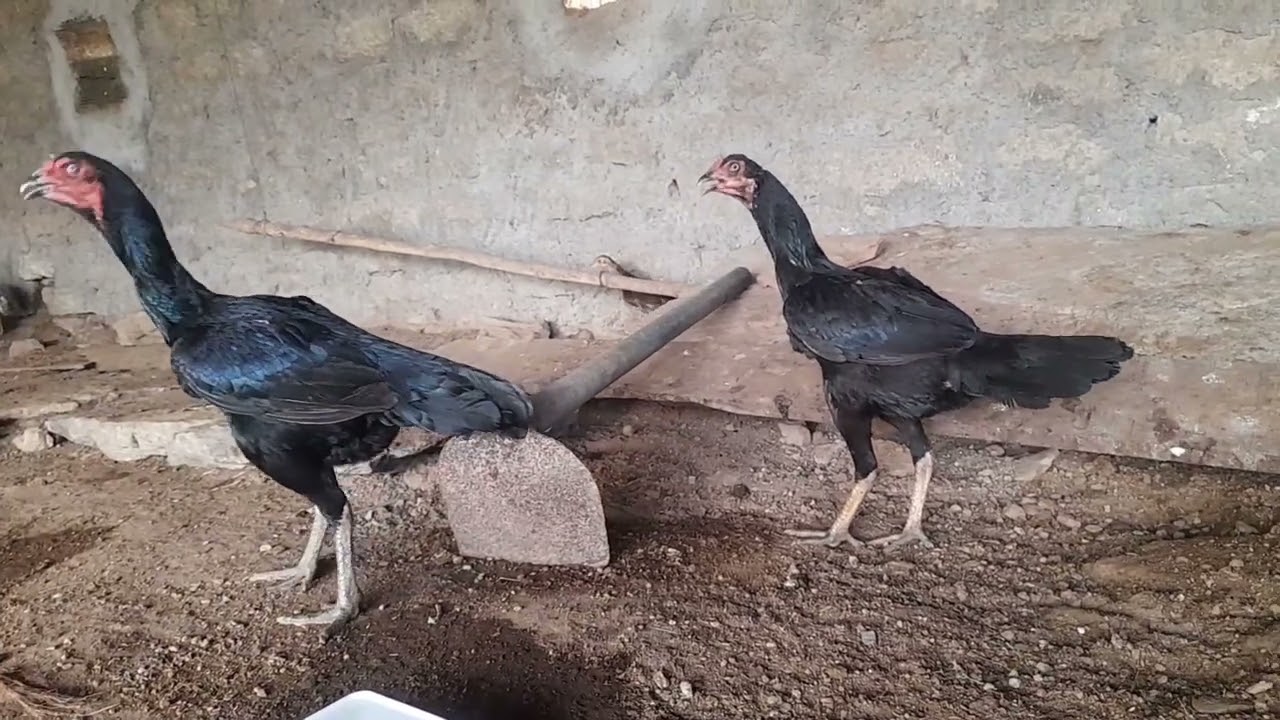 jathi pettalu for sale#