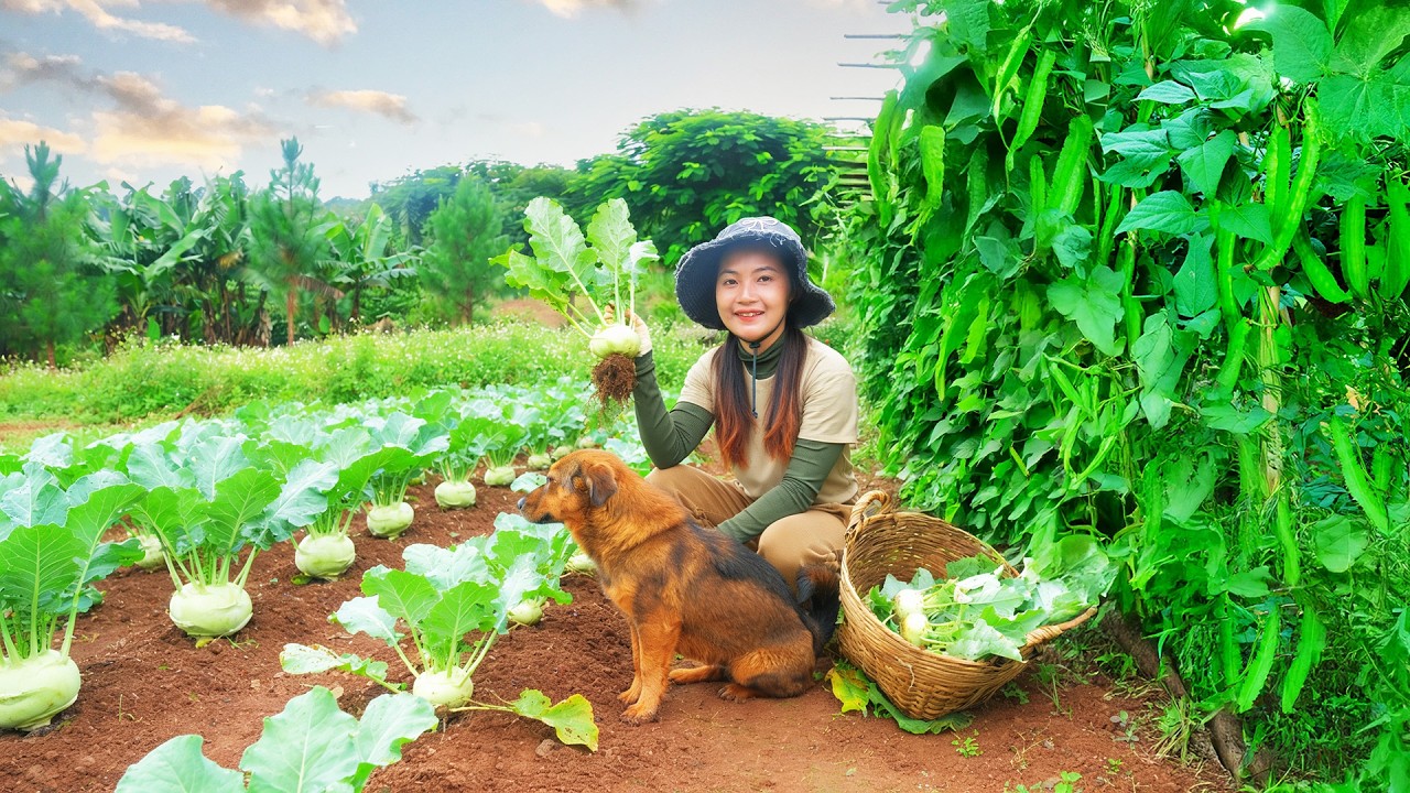 Harvest Winged Beans And Kohlrabi To Sell At The Market – Make Pig Ear And Kohlrabi Salad - Farming