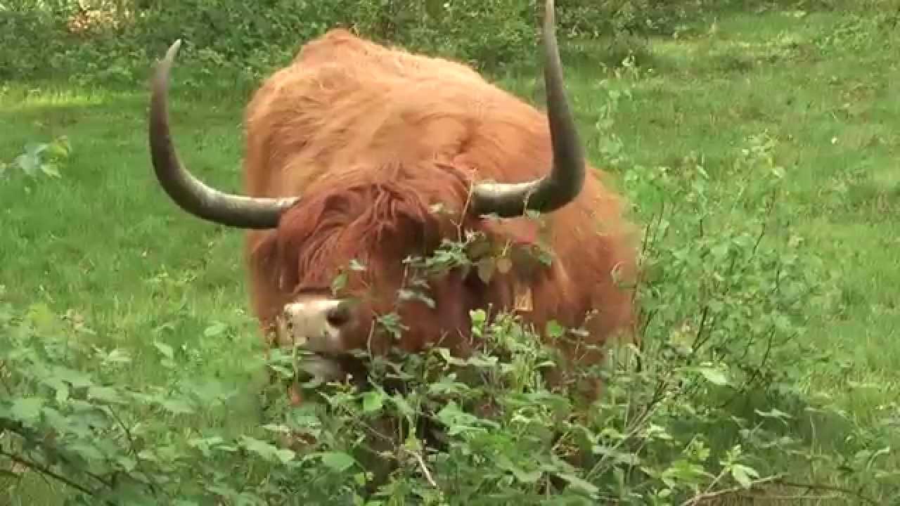 Zoogdier rund schotse hooglander