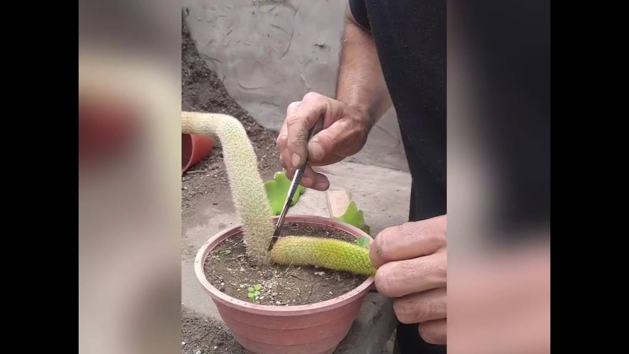 Injerto de 🌵 cactus