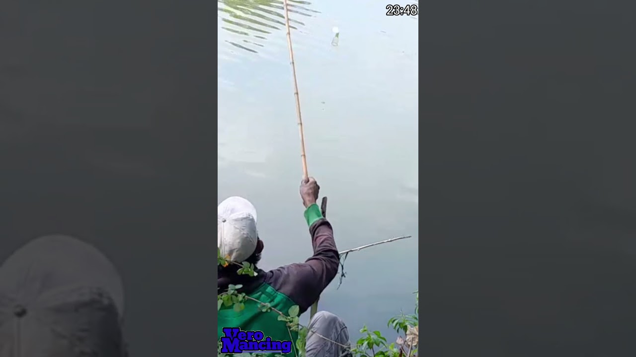 langsung di sambar bos ku..shorts #shorts #mancingikanblanak #mancingdisungai
