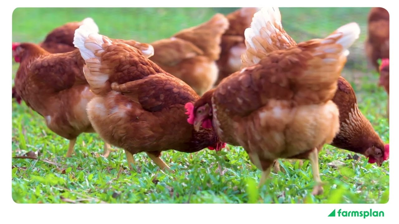 farmsplan services for chicken