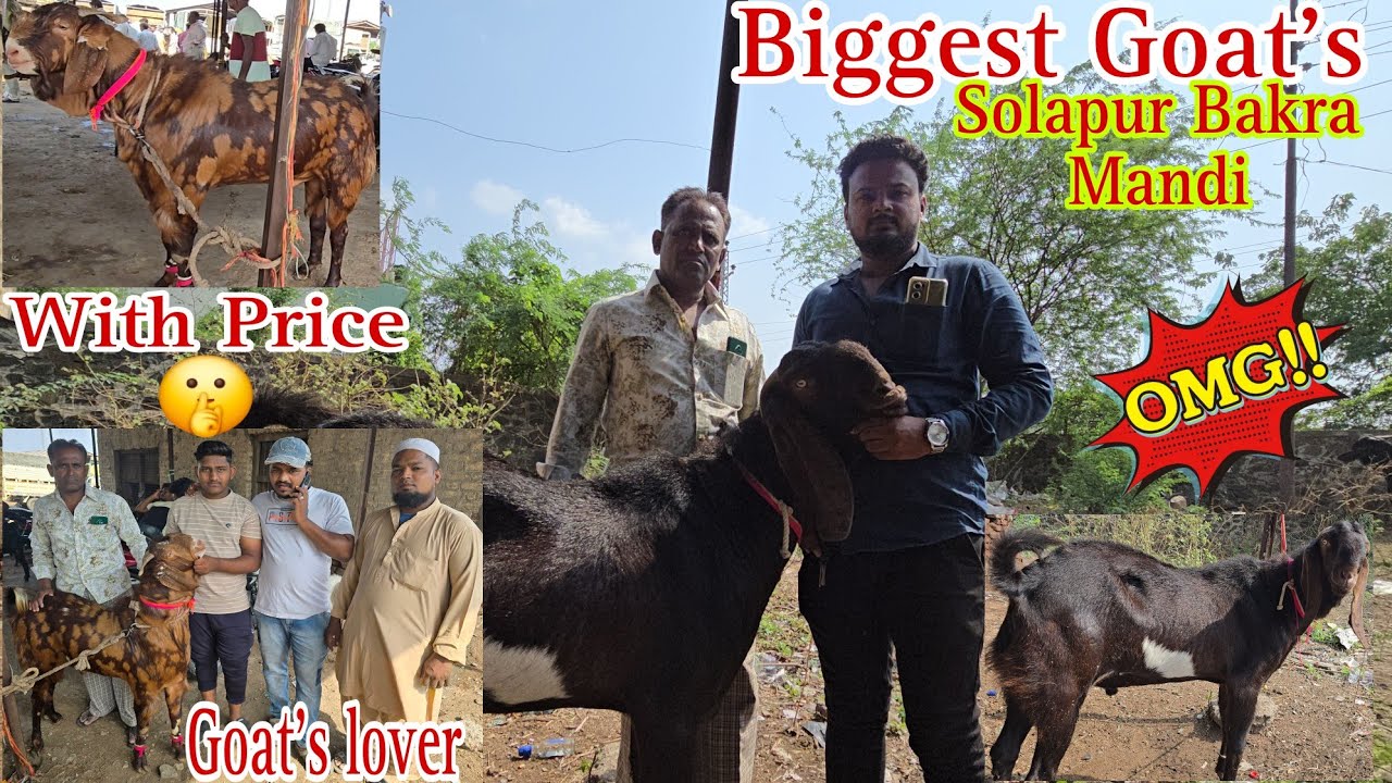 Qurbani Special Bakra Mandi Heavy Goat's In Solapur Goat Market | Big Goat's In Solapur Bakra Mandi.