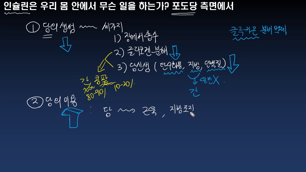 인슐린은 우리 몸 안에서 무슨 일을 하는가, 포도당 측면에서
