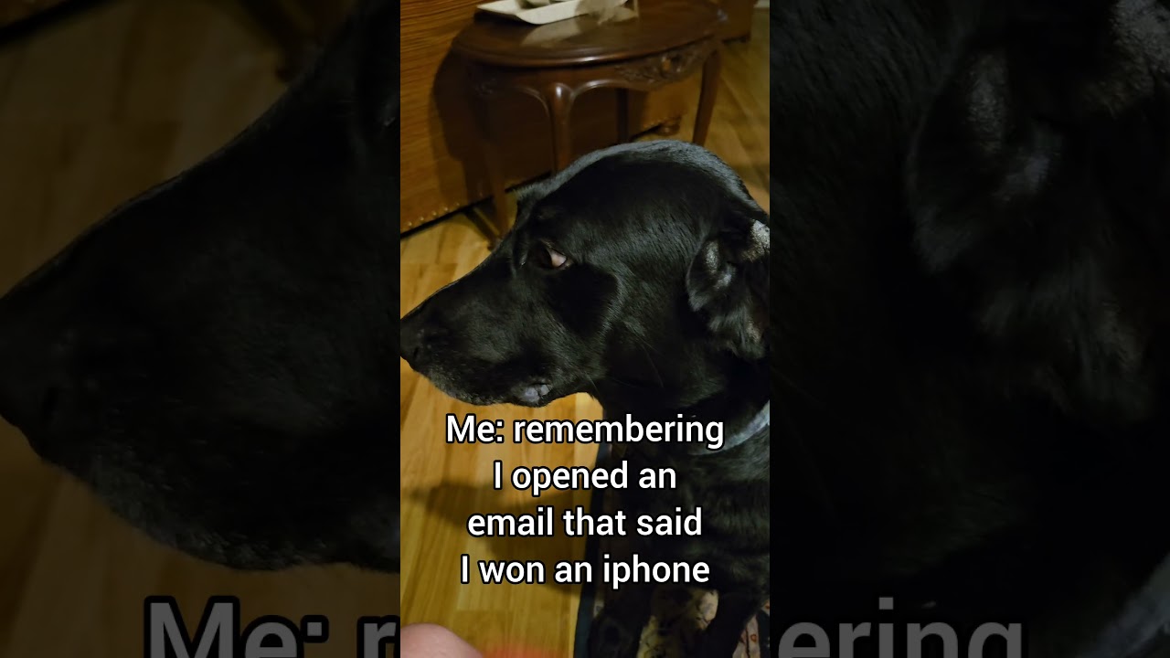 #lab #blacklabs #oops #ohnoo #worklife #subscribe #dog #funny