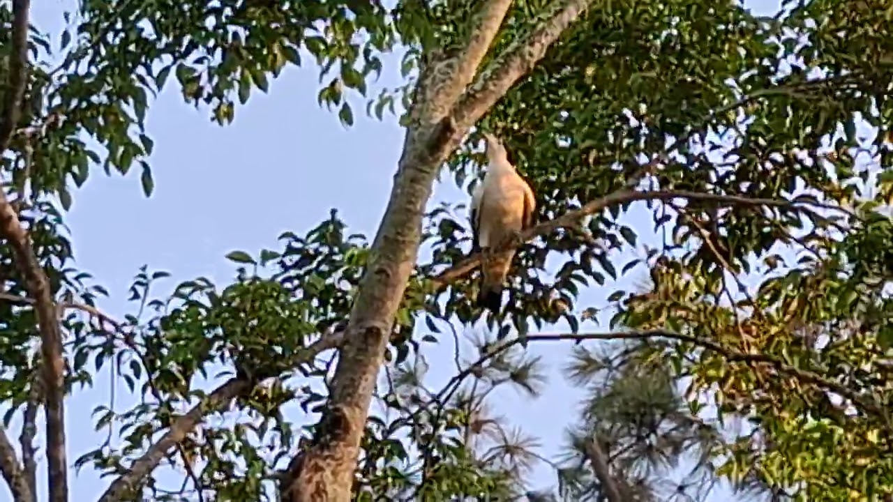 Pied Imperial Pigeon