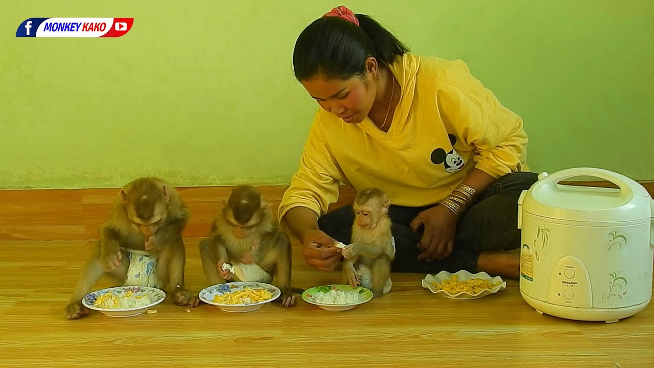 Family Monkey Kako | Tiny Baby Olly Eating Rice With Fried Egg First Time