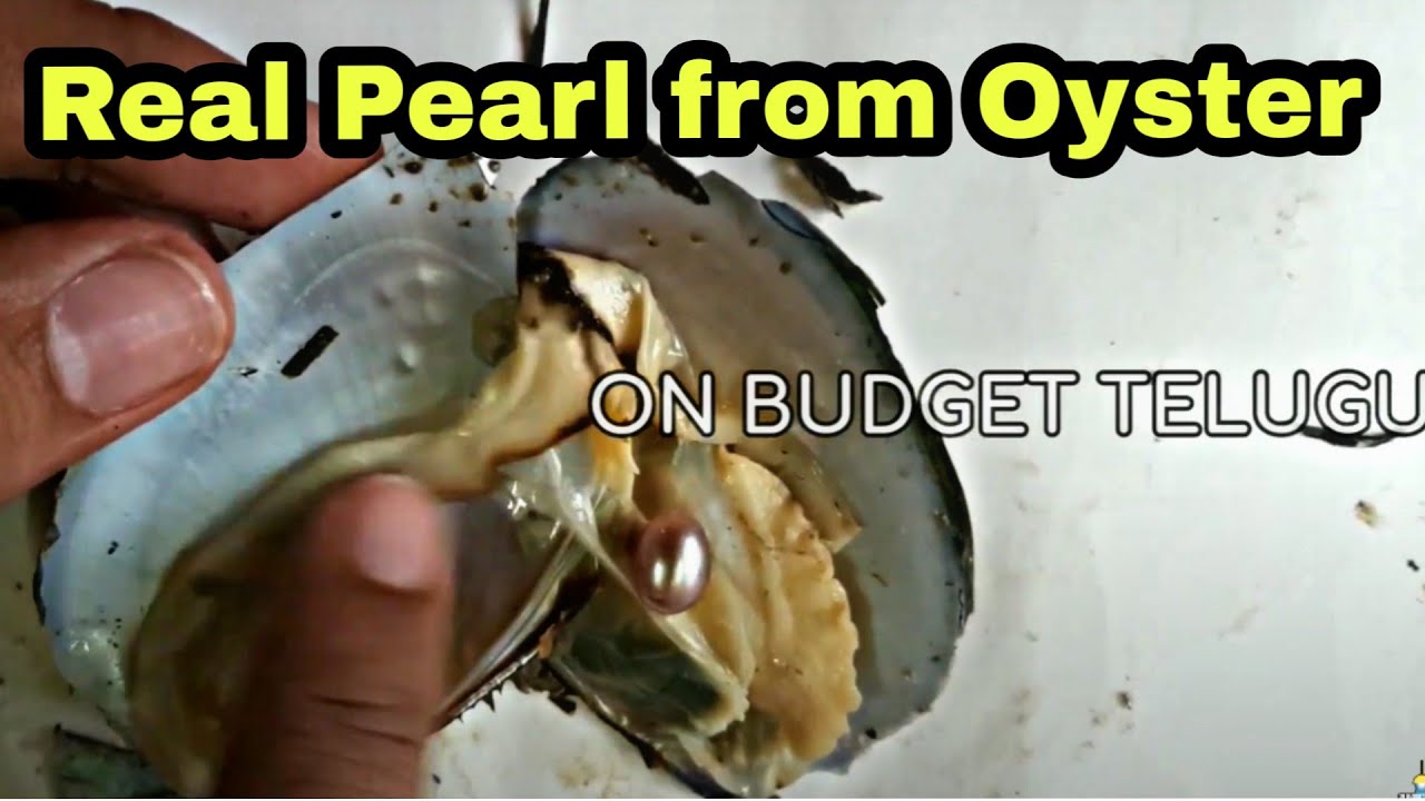Real Pearl from Oyster Unboxing | Surprising Mystery Shell
