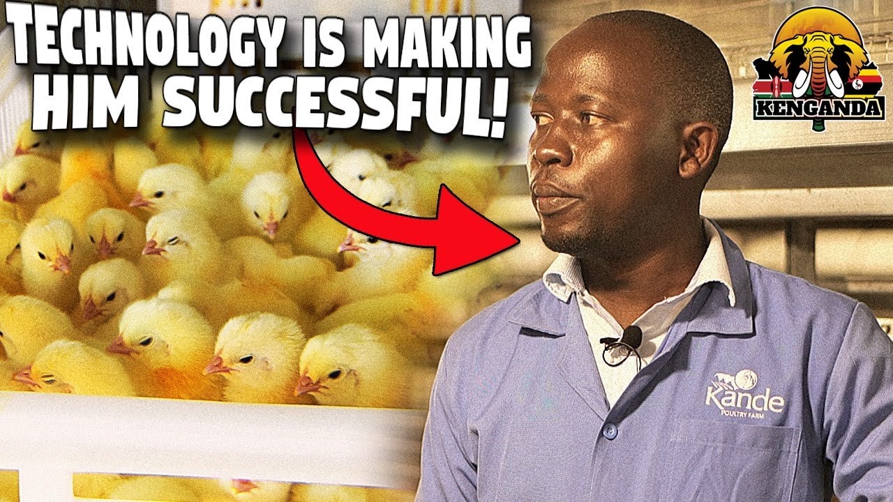 Automation Technology is MAKING Poultry Farmers RICH IN UGANDA ( Kande Poultry Farm)