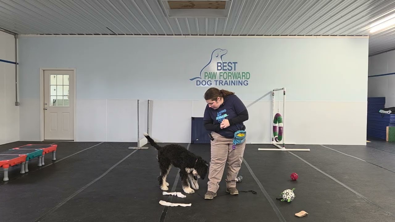 Poppy the Bernedoodle | Board & Train Week 2 Wrap-Up – Part Two Leave It & Drop It