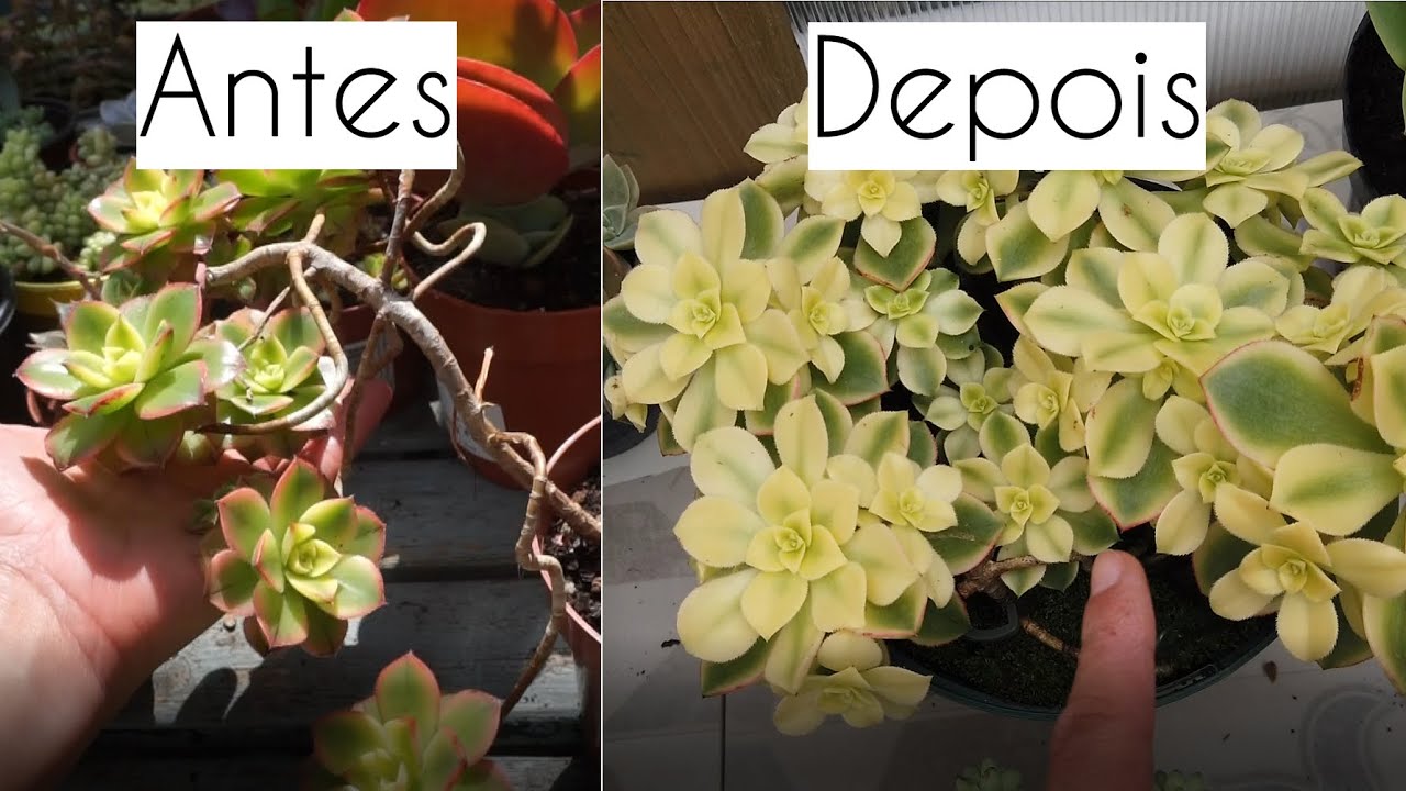 3 Técnicas para encher vaso de suculentas mais rápido, Iniciantes! Demonstração c/ mudas de AEONIUM