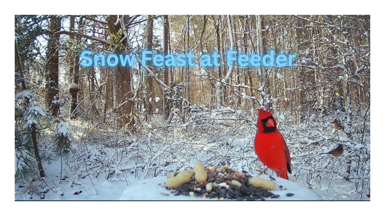 Snow Feast at Feeder