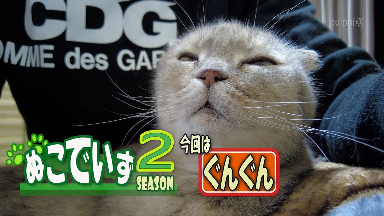 【膝の上でお昼寝している猫はいませんか｝いびきもかくにゃ