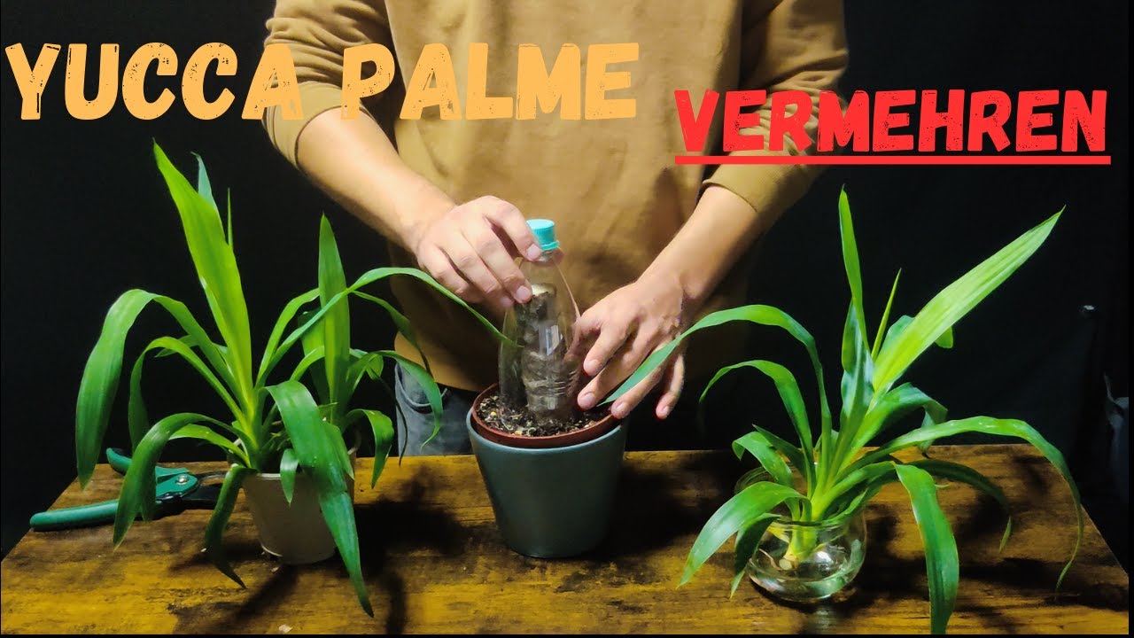 Yucca Palme vermehren: Vom Steckling zur neuen Pflanze