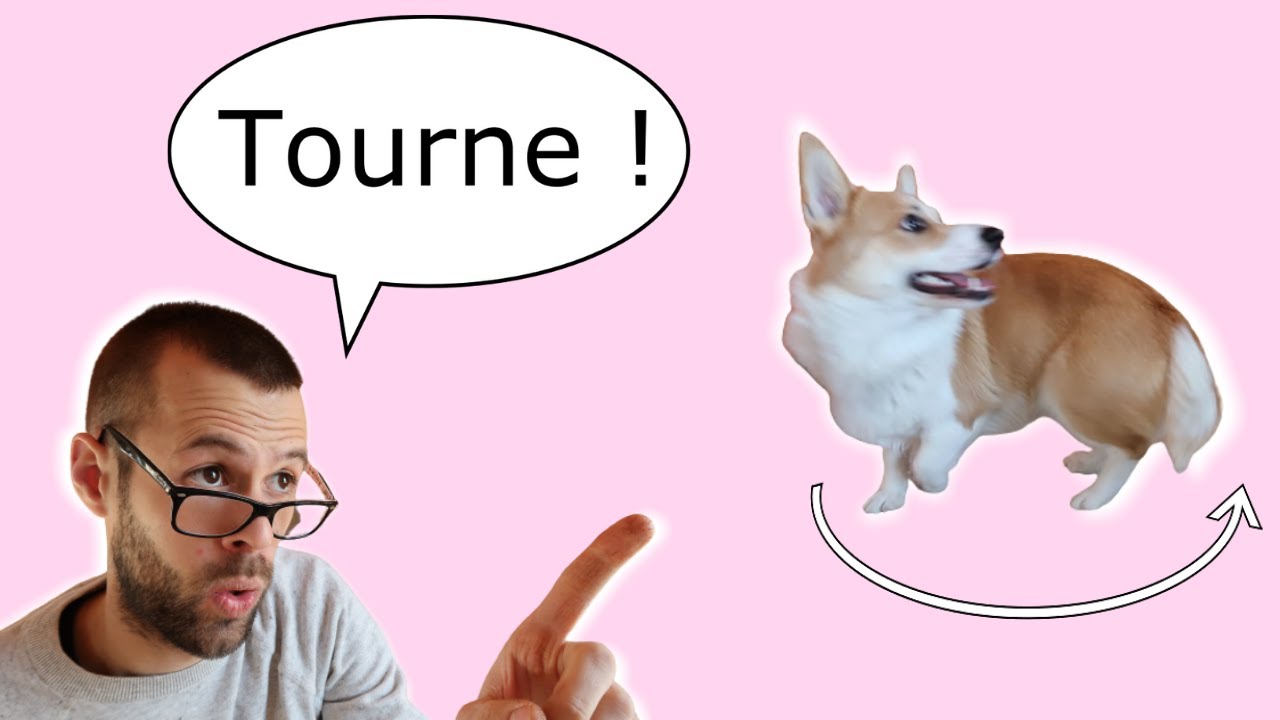 Apprendre à son chien à tourner (+ Expérience pratique)