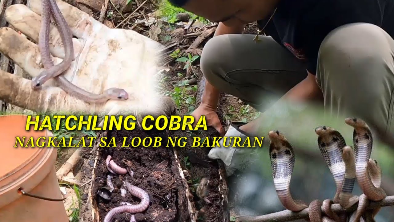 HATCHĹING COBRA NAGKALAT SA BAKURAN #COBRAPRINCE