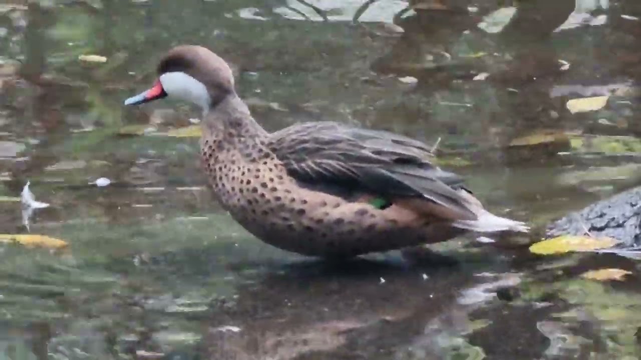 Non  incrocio ma ANATRA SELVATICA (  Codone Guancebianche nome specifico Anas bahamensis ) TRENTINO