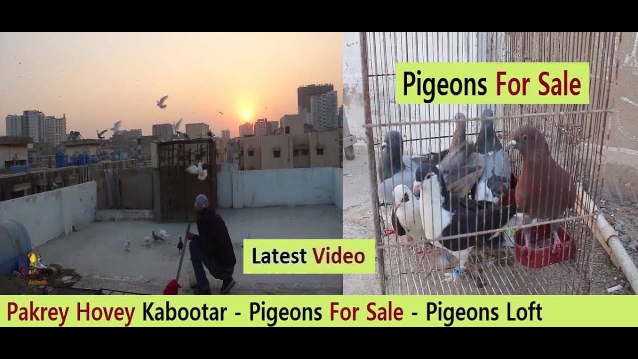Pakrey Hovey Kabootar - Pigeons For Sale - ColorFul Birds & Animals team's pigeons loft