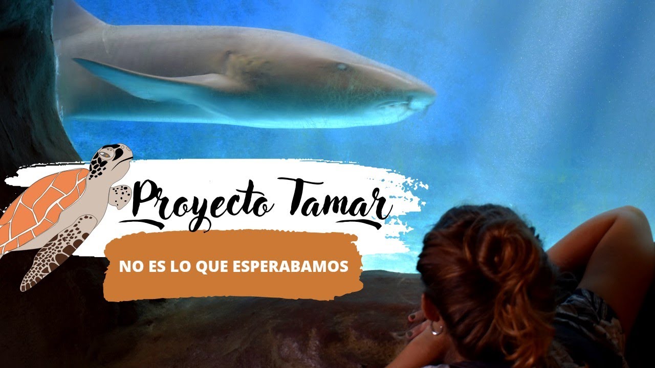 VISITAMOS EL PROYECTO TAMAR! 🐢🇧🇷 ¿SABES QUE ES?