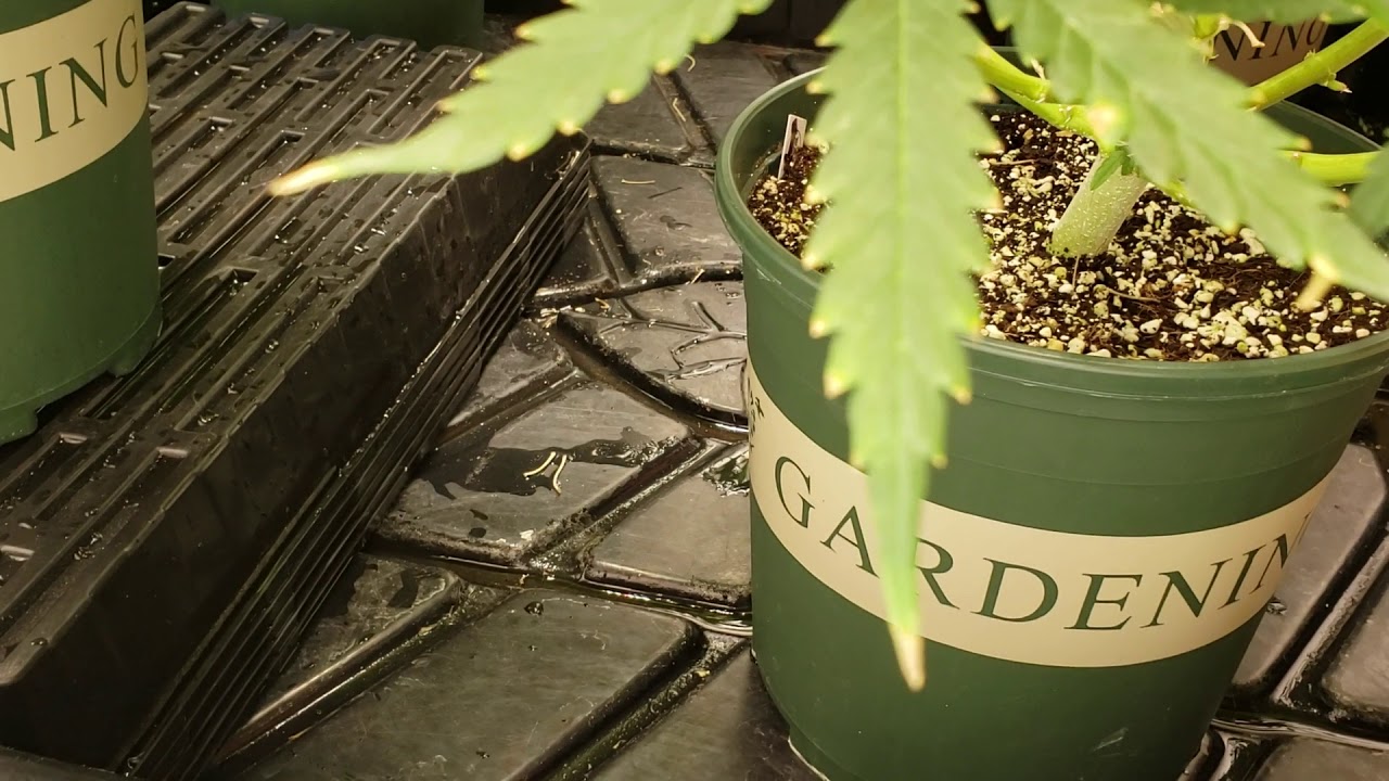 Update: Autoflower 8 weeks of flower blueberry, amnesia haze, northern lights ILGM