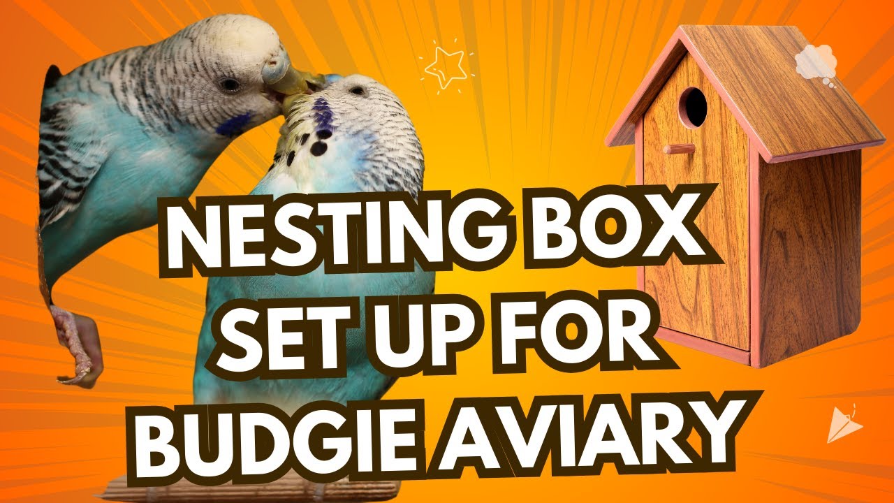 Budgie Nesting Box Setup | Perfect for Breeding Season | Breeding Box