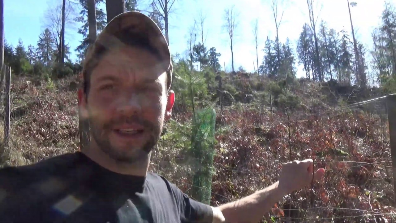 Wildschaden was ist das?    #Wildschaden #Verbiss