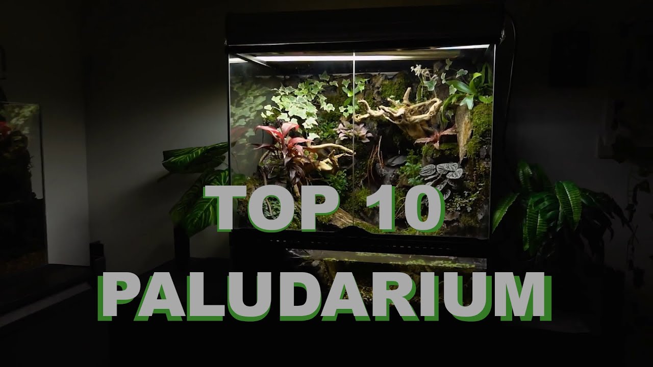 Top 10 Best Paludarium Design