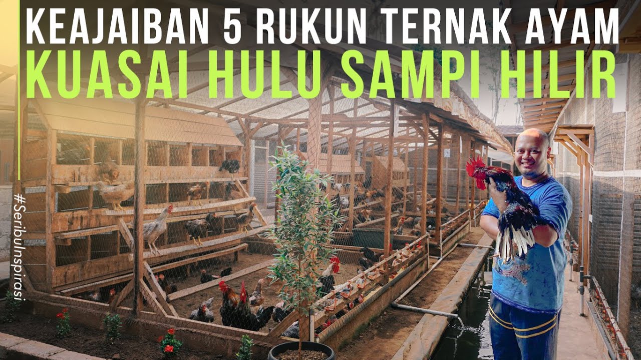 TERNAK AYAM KUB Lebih UNTUNG dan MUDAH, Pasutri Guru Memilih Resign KUASAI HULU Sampai HILIR