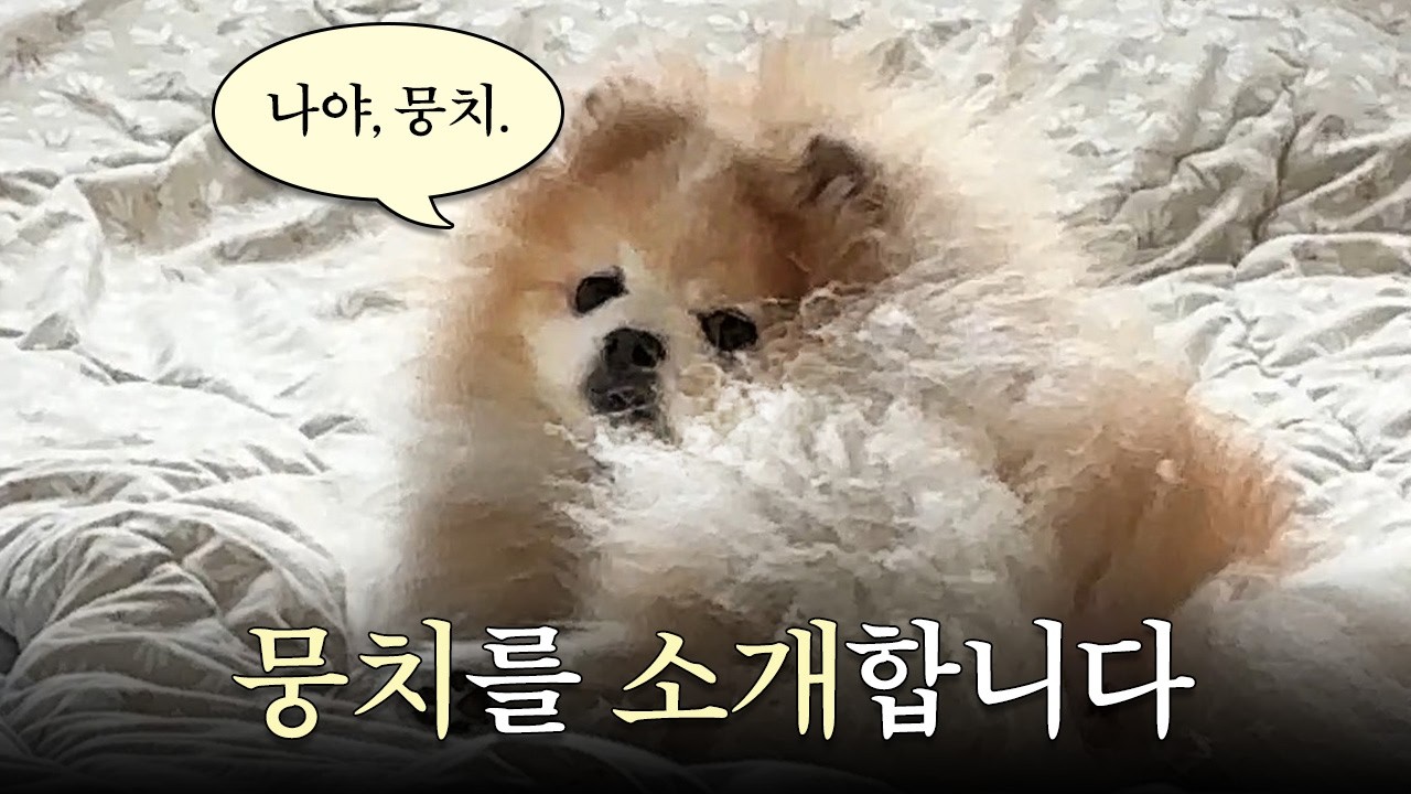 냅다 강아지 소개하는 영상🐶🐾
