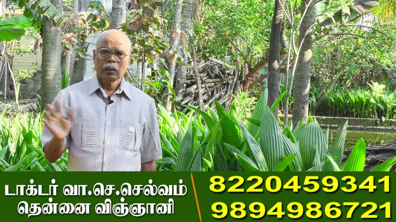 summer season coconut tree planting method