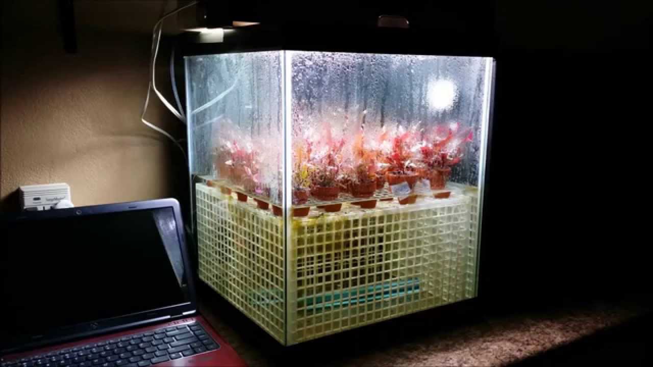 My Emersed Setup