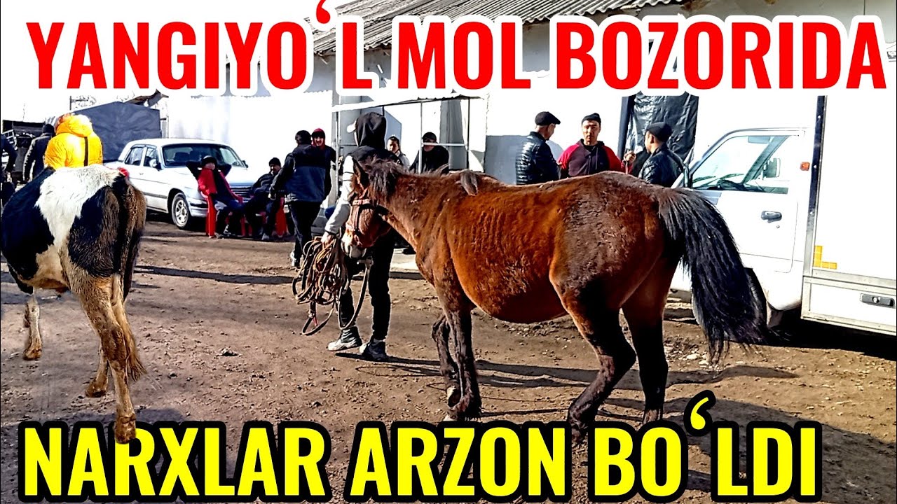 YANGIYOʻL MOL BOZORIDA NARXLAR VA 12 BOSH BUQALAR SOTILADI 🐂🐂