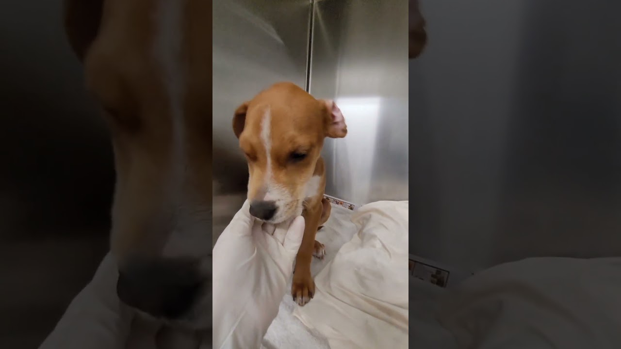 CLYDE A2257945 needs a rescue immediately, he is located at S.L.A SHELTER PLEASE HELP