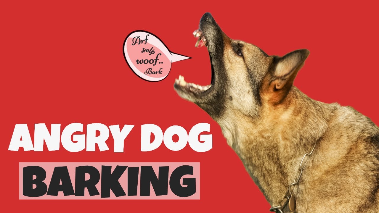 Angry Dog Barking Sound Compilation (See How Your Dog REACTS & RESPOND)