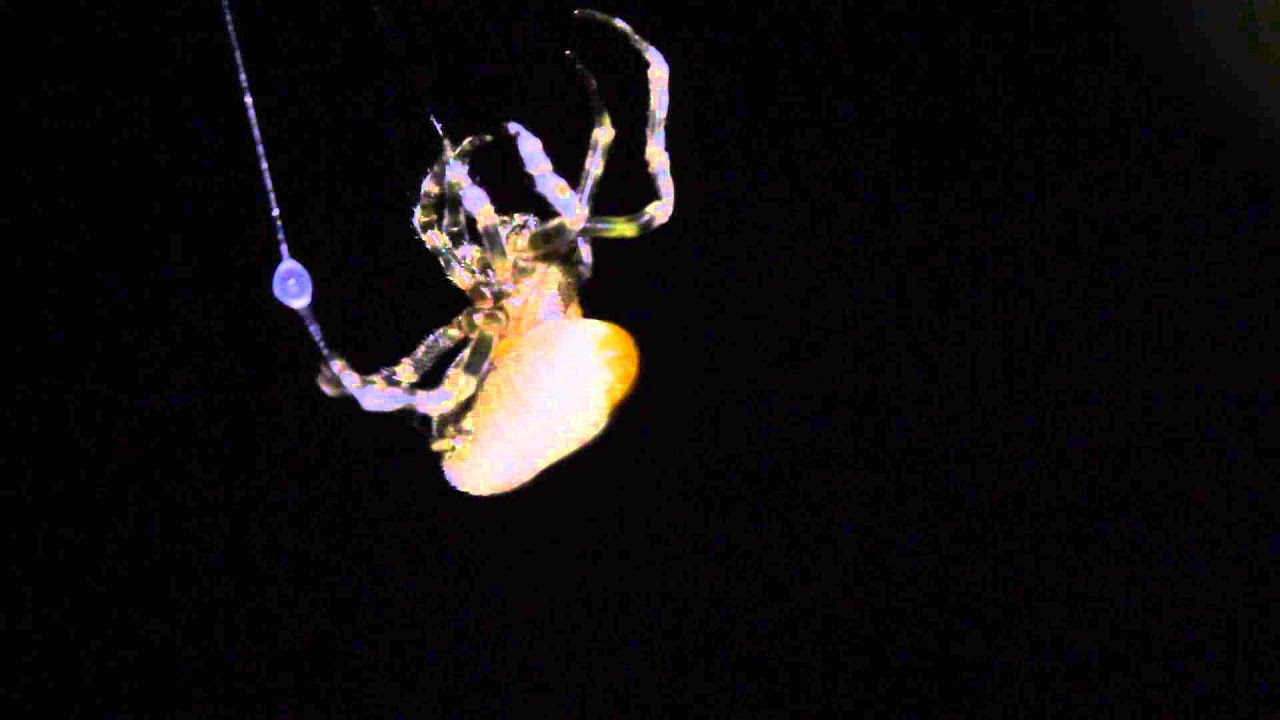 Bolas spider - close up